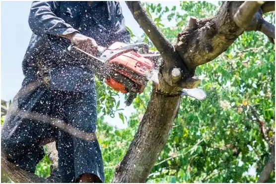 tree services Oconomowoc